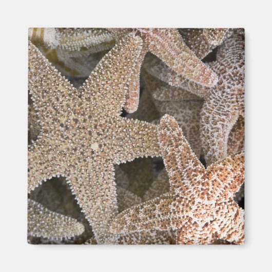 Rund um die Starfish Magnet (Vorne)
