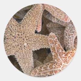 Rund um die Starfish Runder Aufkleber