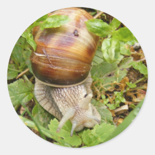 Rundaufkleber mit Schnecke Runder Aufkleber