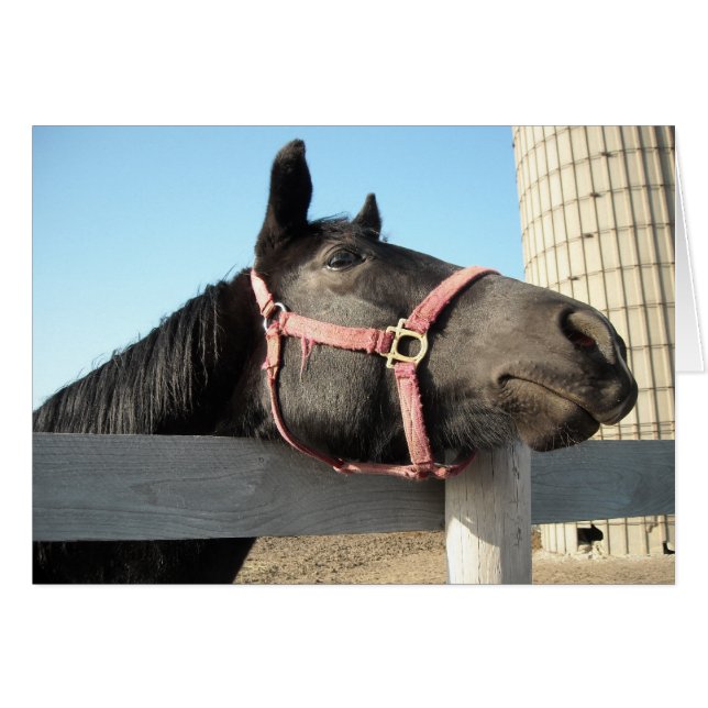 Runde (Vorderseite (Horizontal))