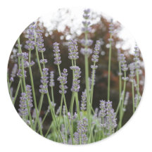 Runde Aufkleber für die Lavendel-Blume