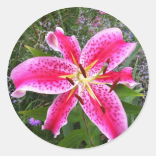 Runde Aufkleber - Stargazer-Lilie