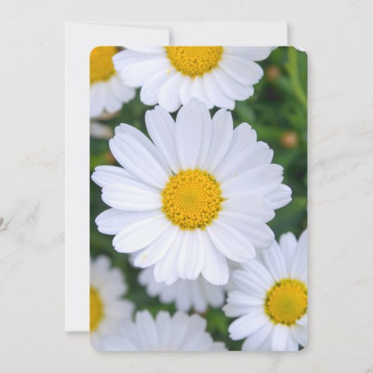 Runde Blumendusche mit Daisy Einladung (Rückseite)