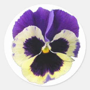 Runde lila und gelbe Pansy-Aufkleber Runder Aufkleber