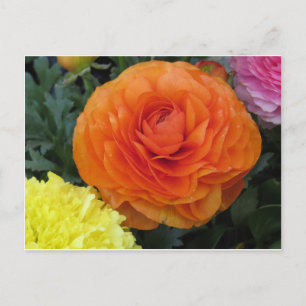 Runde Orange-Blume Postkarte