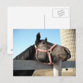 Runde Postkarte (Vorne/Hinten)