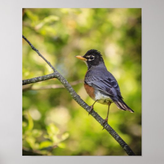 Runde Robin auf einer Zweigniederlassung Poster (Vorne)