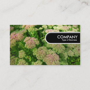 Runded Edge Tag - Sedum "Herbstfreude"