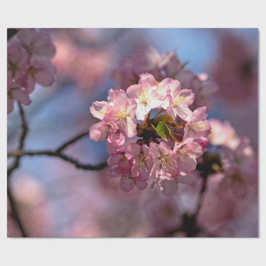 Runder Cluster von Sakura-Blume Geschenkpapier (Flach)