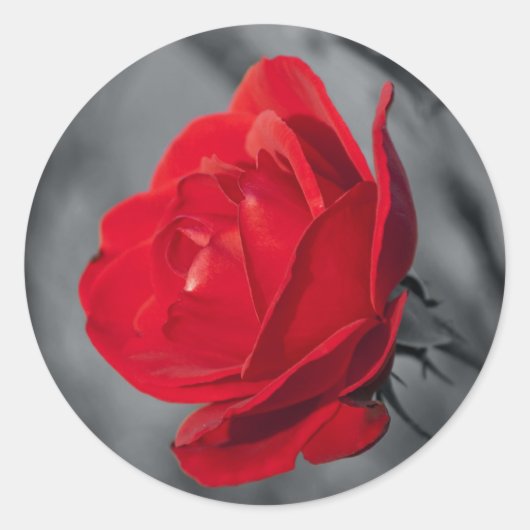 Runder Kleber mit roter Rose Aufkleber (Vorderseite)
