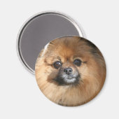 Runder Spitz-Miniaturmagnet Magnet (Vorderseite/Rückseite)