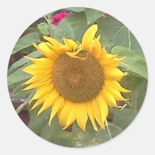 Rundes Aufkleber mit Sonnenblume