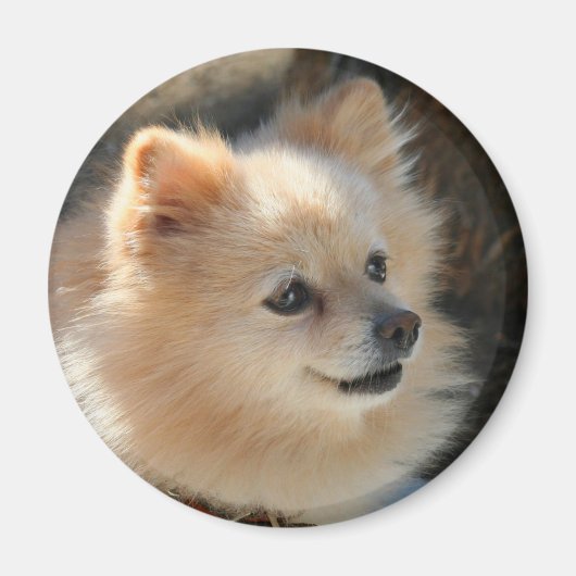 Rundmagnet des Spitzes Magnet (Vorne)