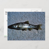 Rundnasen-Minnow Postkarte (Vorne/Hinten)