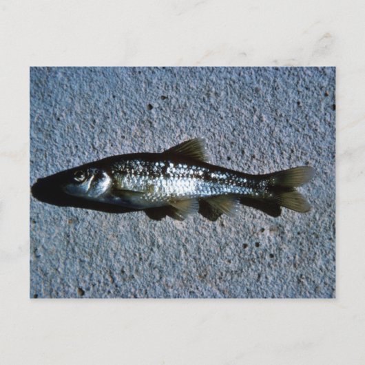 Rundnasen-Minnow Postkarte (Vorderseite)