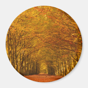 Rundweg durch den Wald im Herbst Magnet