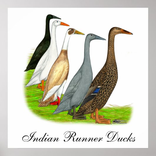 Runner-Duck-Sortiment Poster (Vorne)