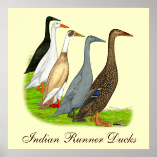 Runner-Duck-Sortiment Poster