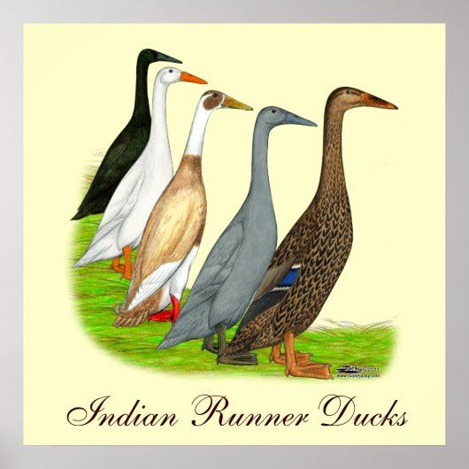 Runner-Duck-Sortiment Poster (Vorne)