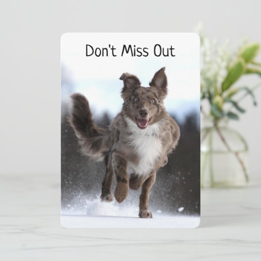 Running Australian Shepherd Birthday (Stehend Vorderseite)