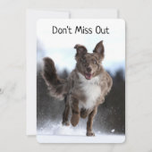 Running Australian Shepherd Birthday (Vorderseite)