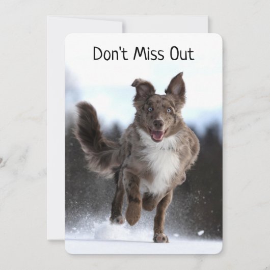 Running Australian Shepherd Birthday (Vorderseite)