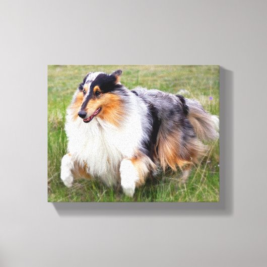 Running Blue Merle Collie Leinwanddruck (Vorderseite)