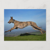 Running Brindled Lurcher Greyhound Cross Postkarte (Vorderseite)