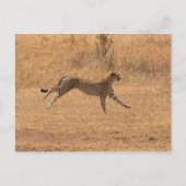 Running Cheetah Postkarte (Vorderseite)