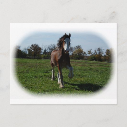 Running Clydesdale Postkarte (Vorderseite)