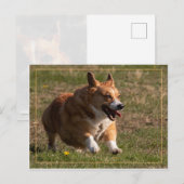 Running Corgi Postkarte (Vorne/Hinten)