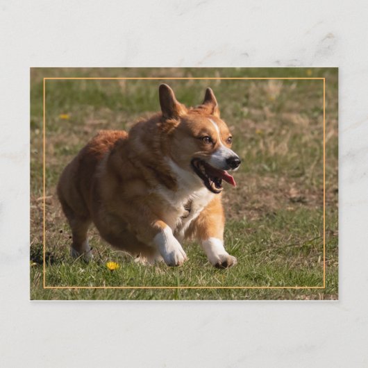 Running Corgi Postkarte (Vorderseite)