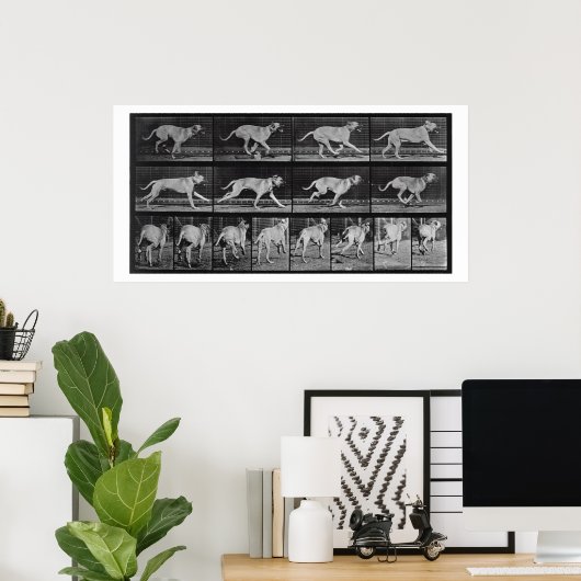 Running Dog, plate 707 from 'Animal Locomotion', 1 Poster (Heimbüro)