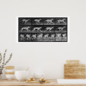 Running Dog, plate 707 from 'Animal Locomotion', 1 Poster (Küche)