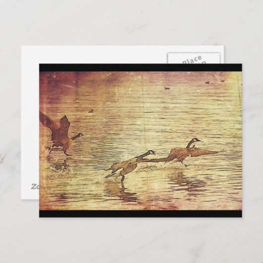 Running Ducks Postkarte (Vorne/Hinten)