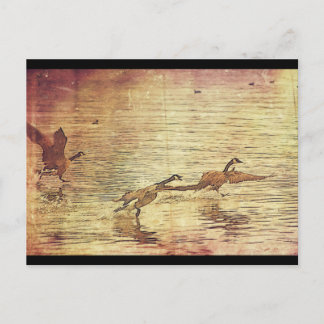 Running Ducks Postkarte