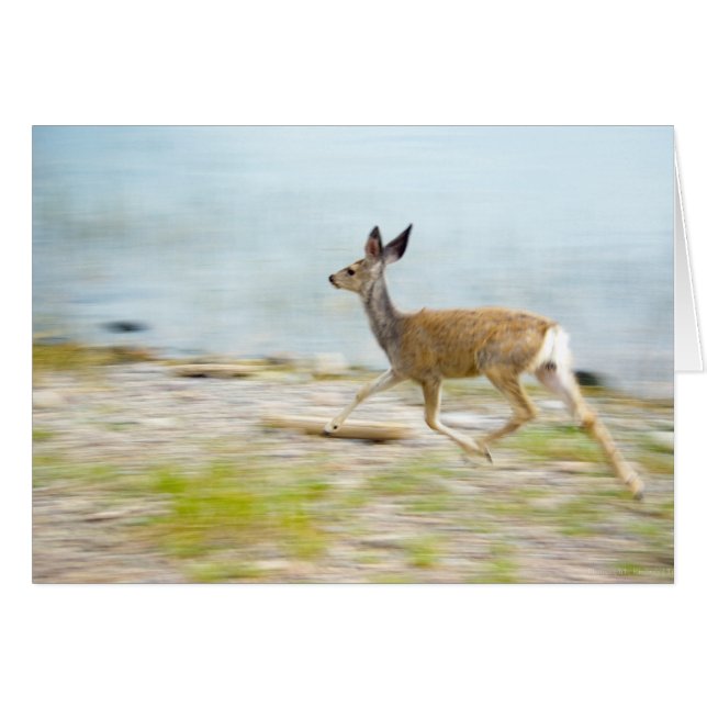 Running Fawn Card (Vorderseite (Horizontal))