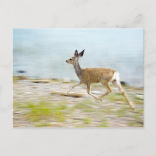 Running Fawn Postcard Postkarte