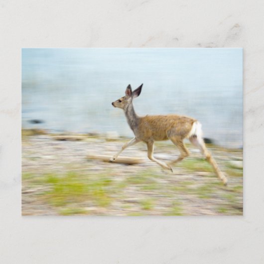 Running Fawn Postcard Postkarte (Vorderseite)