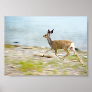 Running Fawn Print Poster
