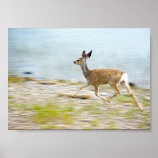 Running Fawn Print Poster (Vorne)