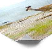 Running Fawn Print Poster (Ecke)