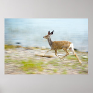 Running Fawn Print Poster