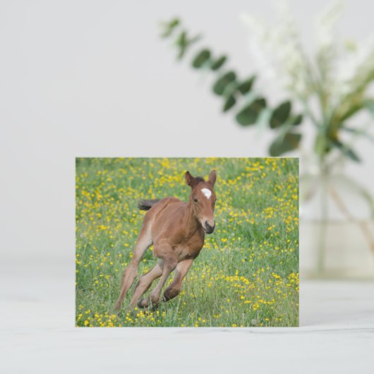 Running Foal Postkarte (Stehend Vorderseite)