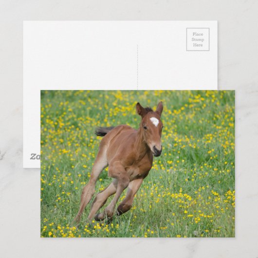 Running Foal Postkarte (Vorne/Hinten)
