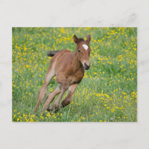 Running Foal Postkarte