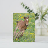 Running Foal Postkarte (Stehend Vorderseite)