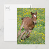 Running Foal Postkarte (Vorne/Hinten)