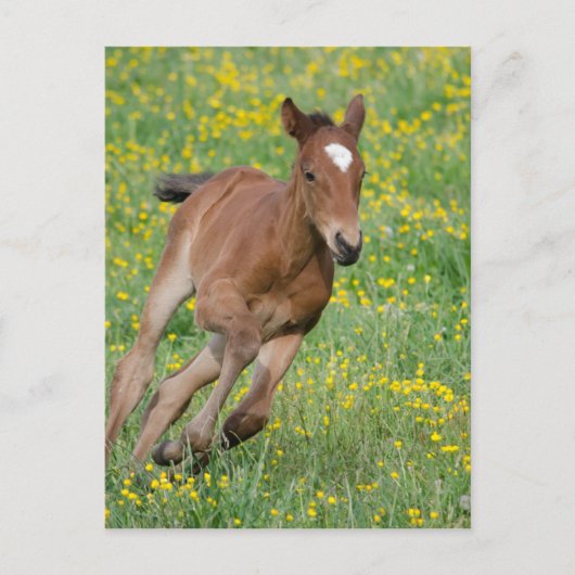 Running Foal Postkarte (Vorderseite)