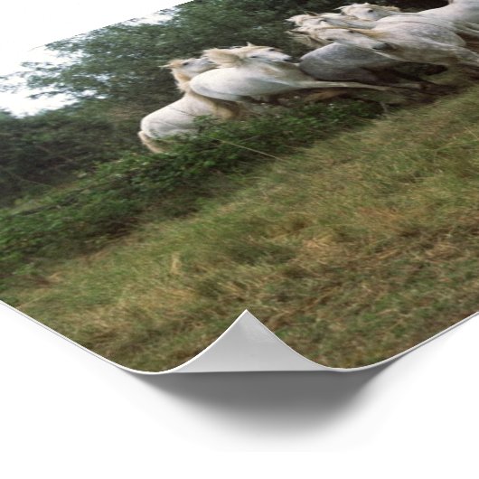 Running Graue Horse Herde Poster (Ecke)